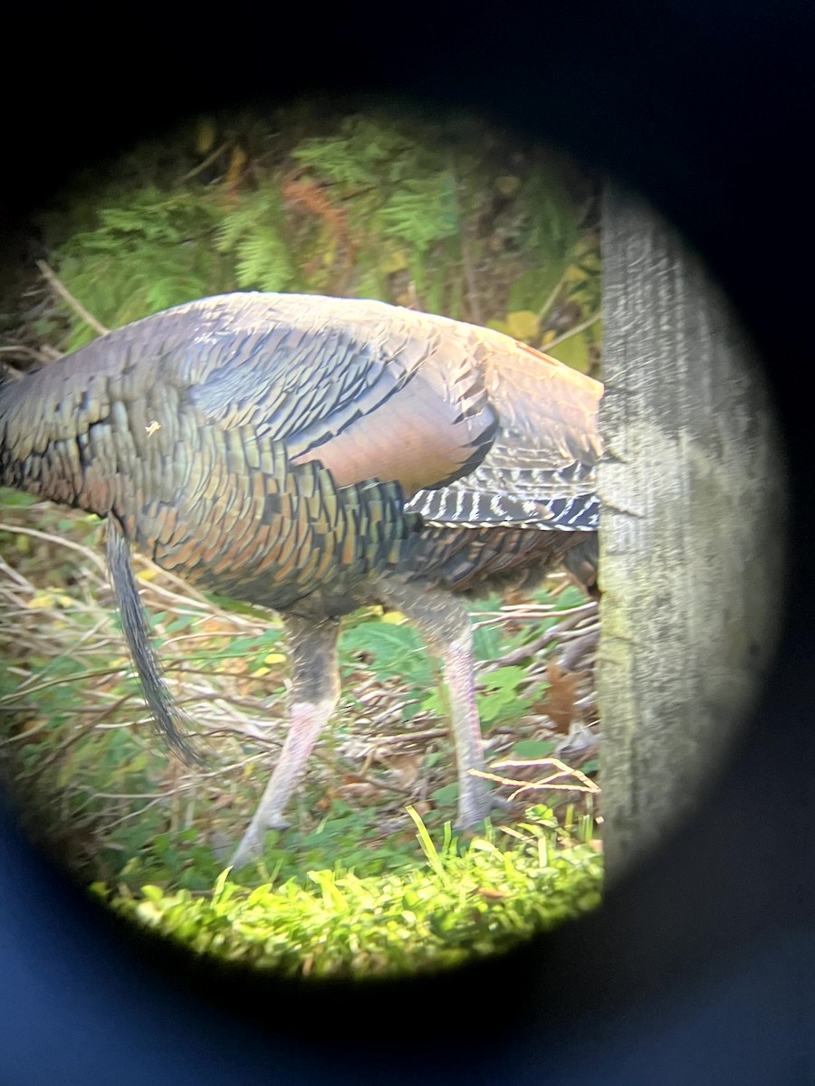 シチメンチョウ - ML645631430