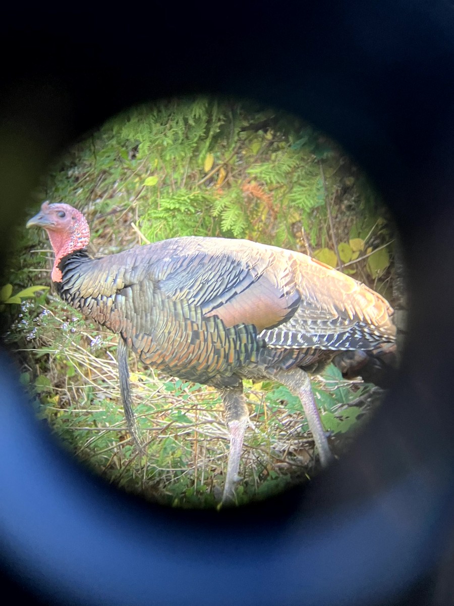 シチメンチョウ - ML645631436