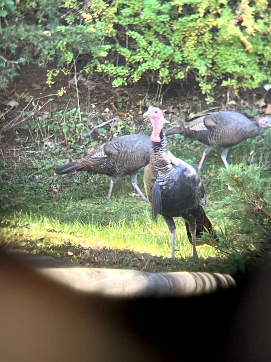 シチメンチョウ - ML645631437