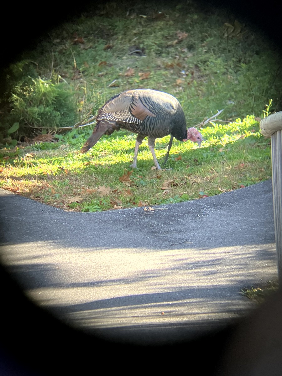 シチメンチョウ - ML645631438