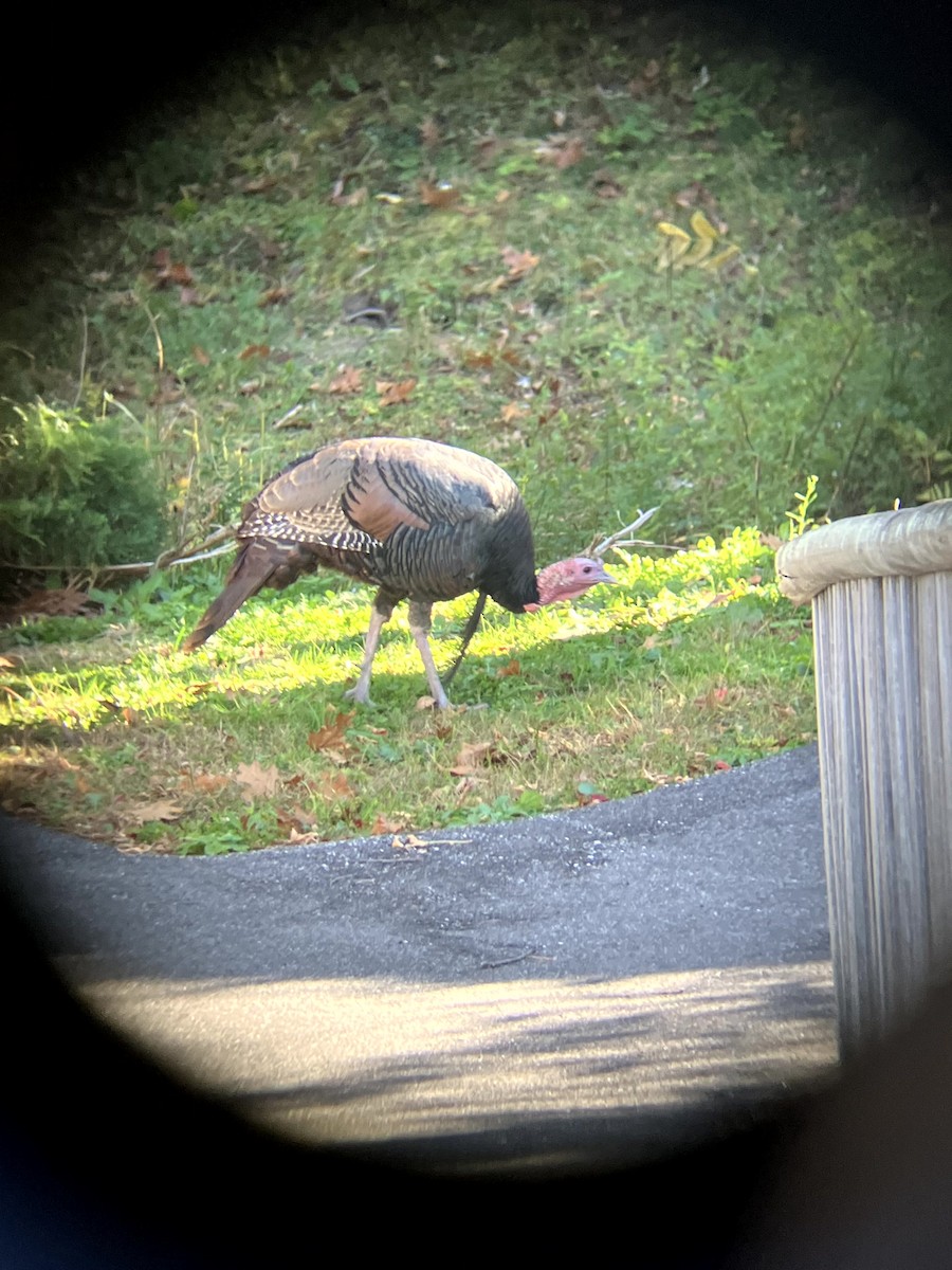 シチメンチョウ - ML645631439