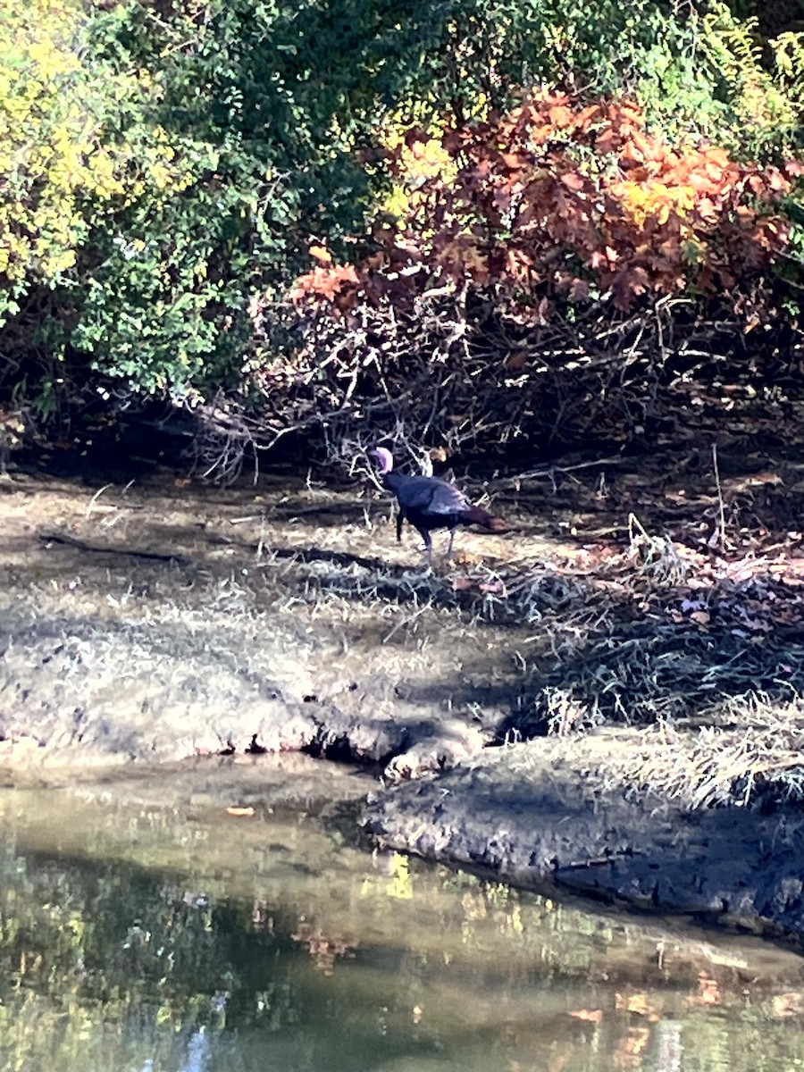 シチメンチョウ - ML645631440