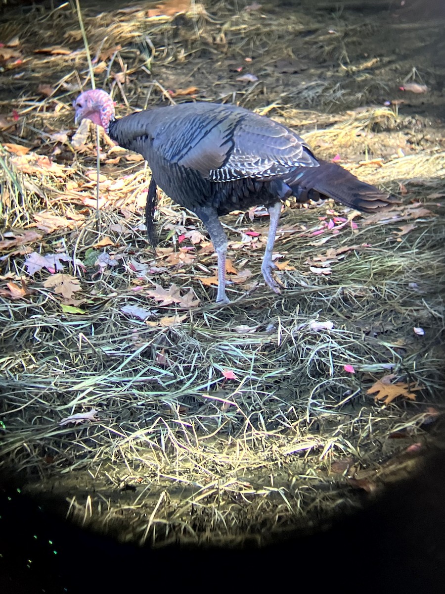 シチメンチョウ - ML645631441