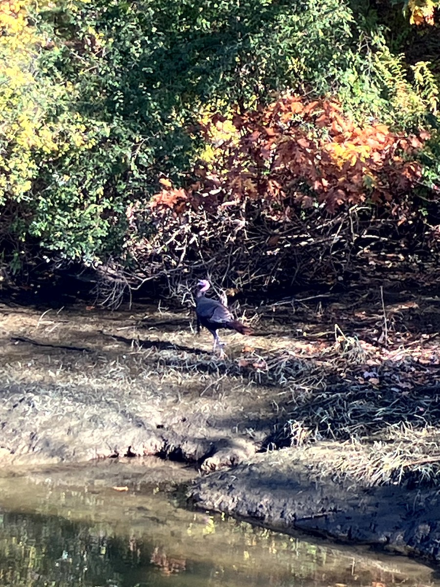 シチメンチョウ - ML645631442