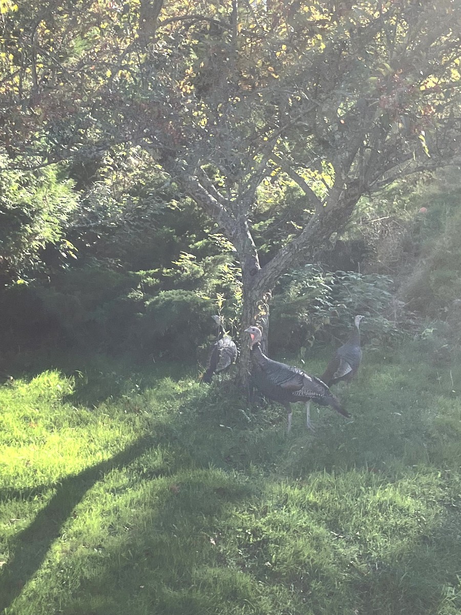 シチメンチョウ - ML645631444