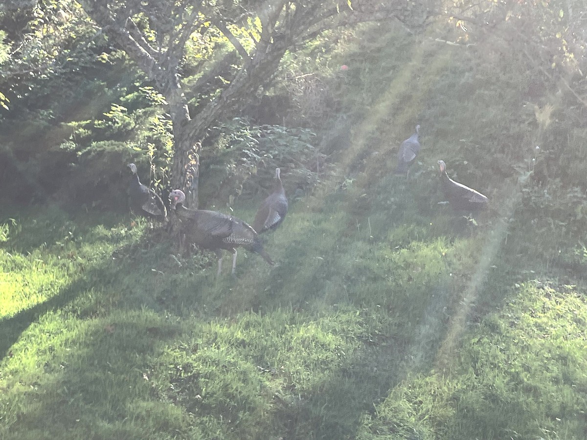 シチメンチョウ - ML645631445