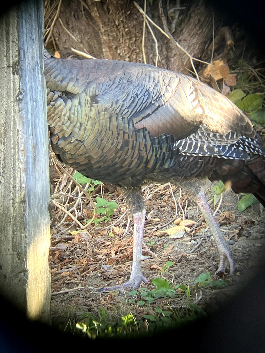 シチメンチョウ - ML645631446