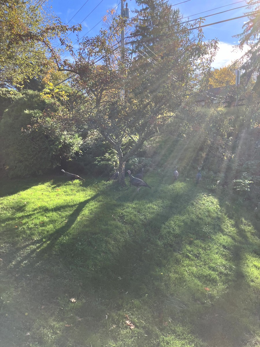 シチメンチョウ - ML645631447