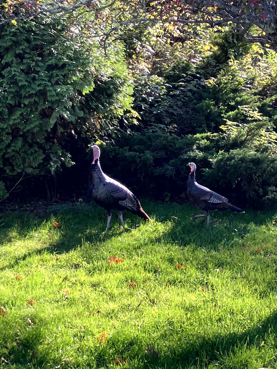 シチメンチョウ - ML645631448