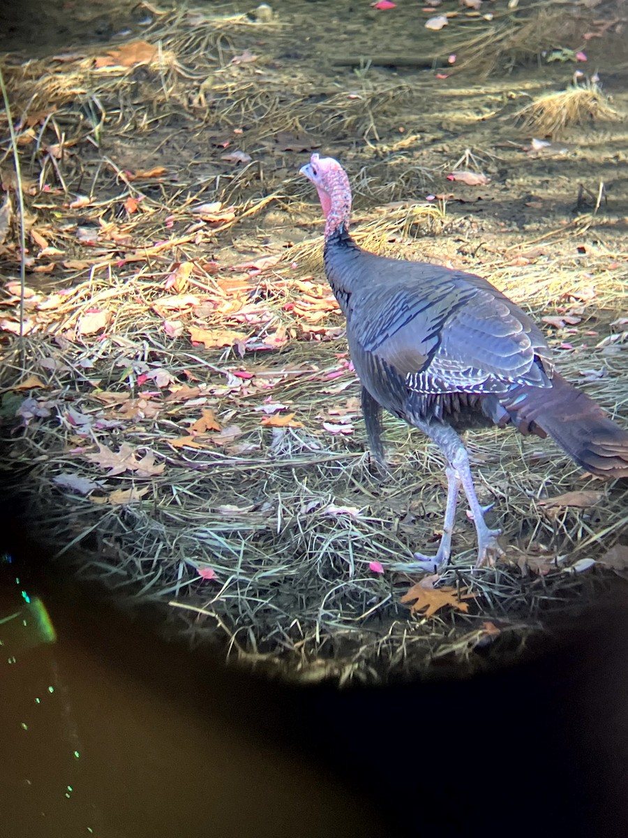 シチメンチョウ - ML645631449