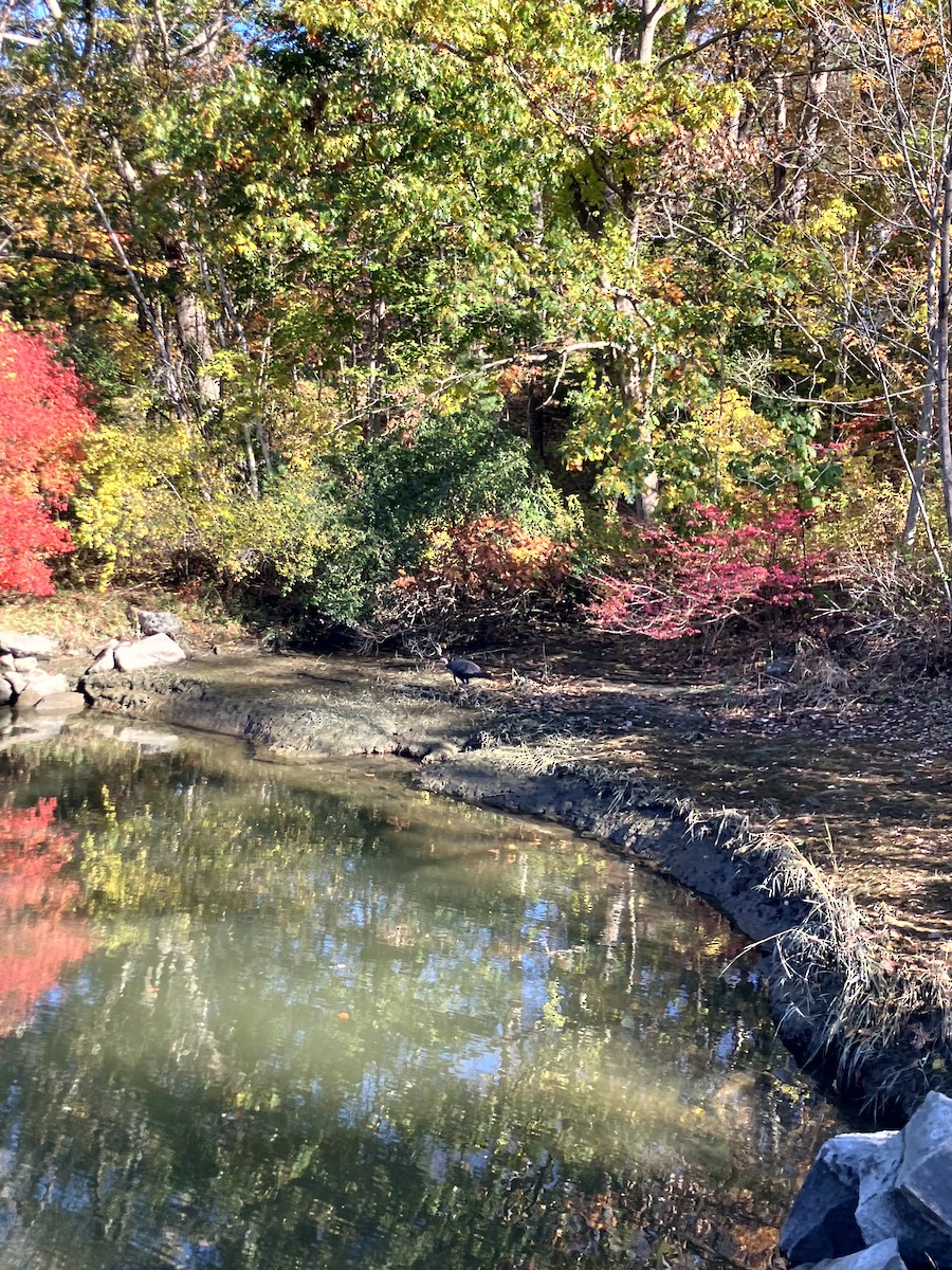 シチメンチョウ - ML645631450