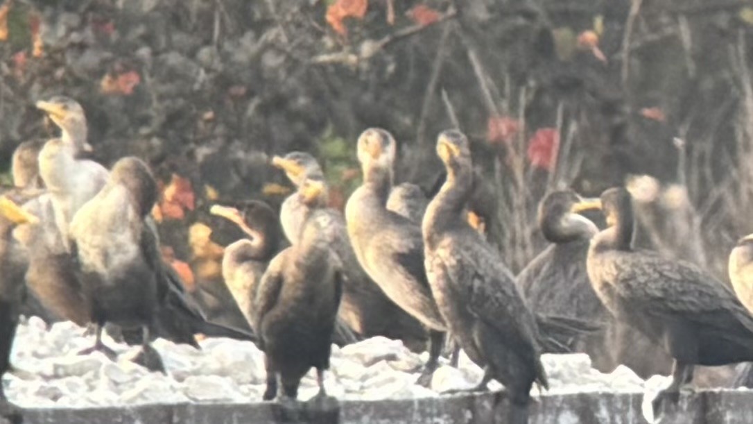 Great Cormorant - ML645631459