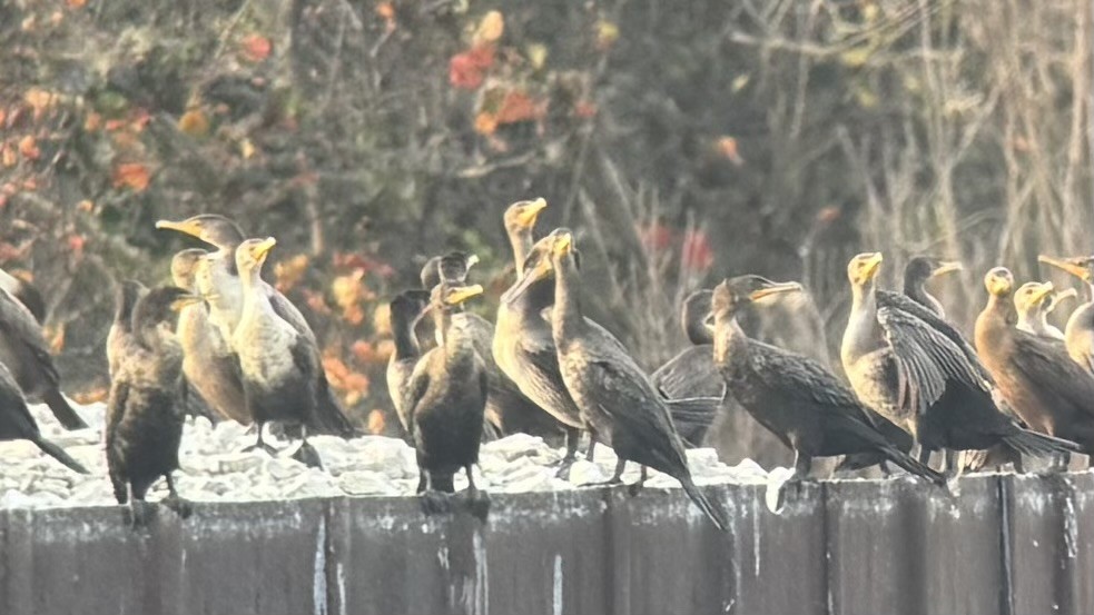 Great Cormorant - ML645631460