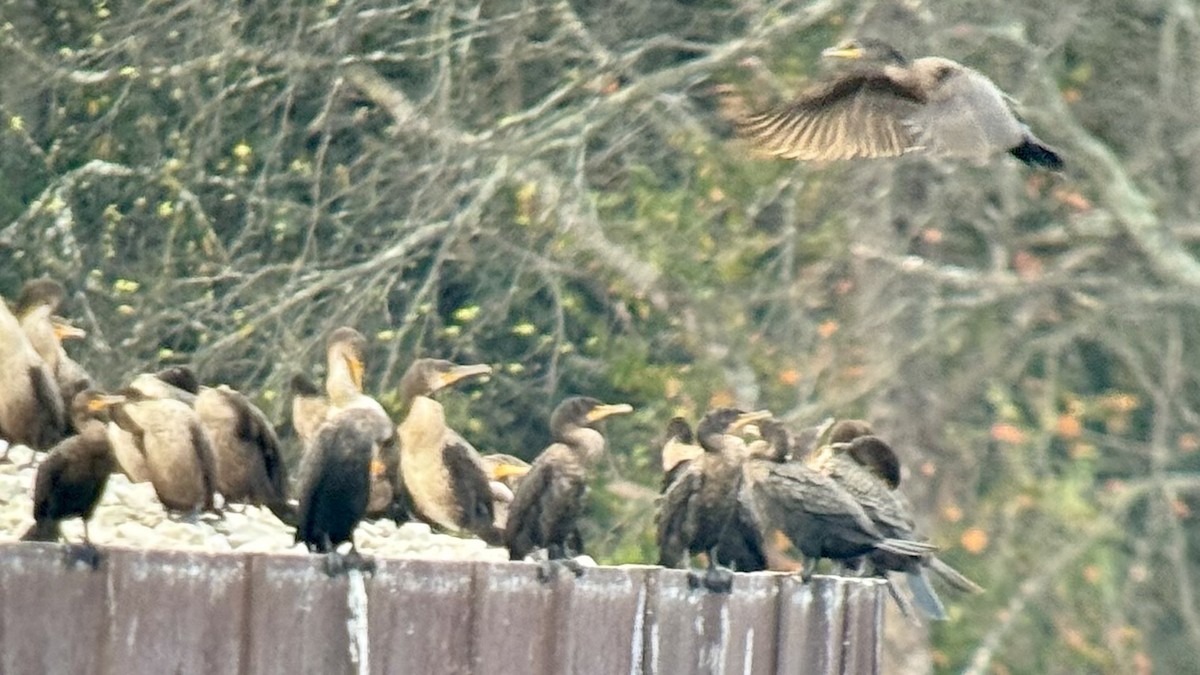 Great Cormorant - ML645631461