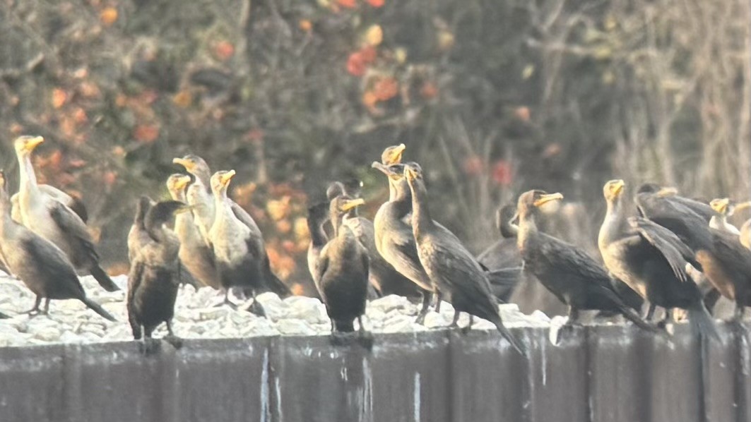 Great Cormorant - ML645631462