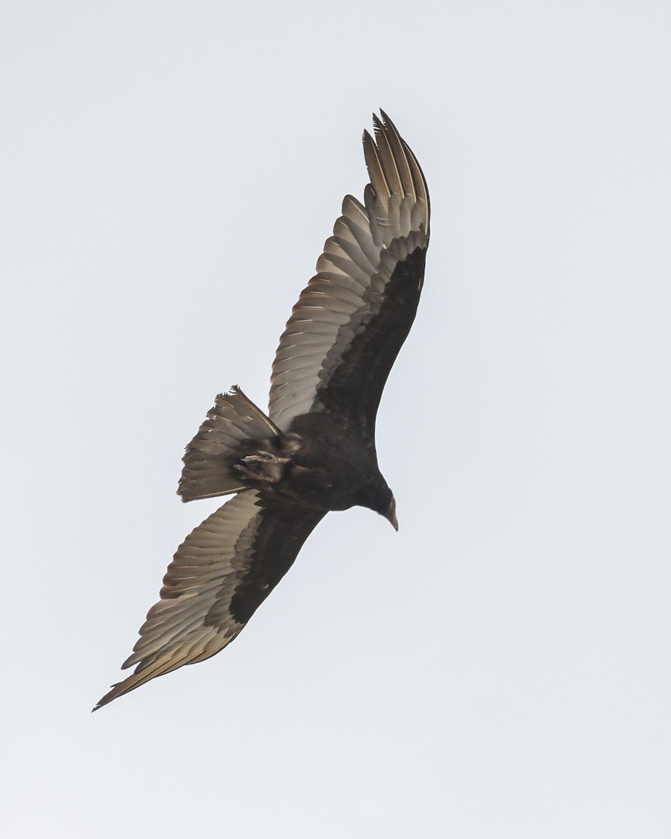 Turkey Vulture - ML645631465