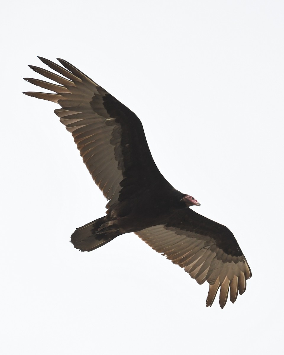 Turkey Vulture - ML645631468