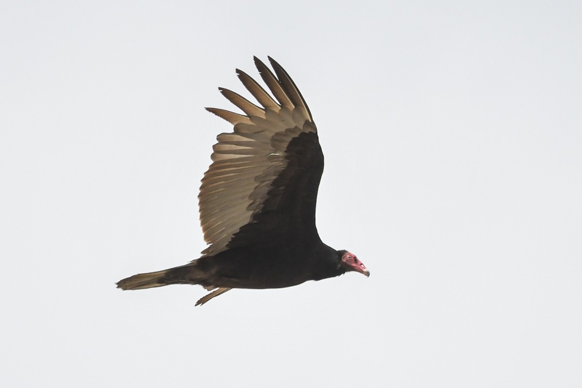 Turkey Vulture - ML645631469