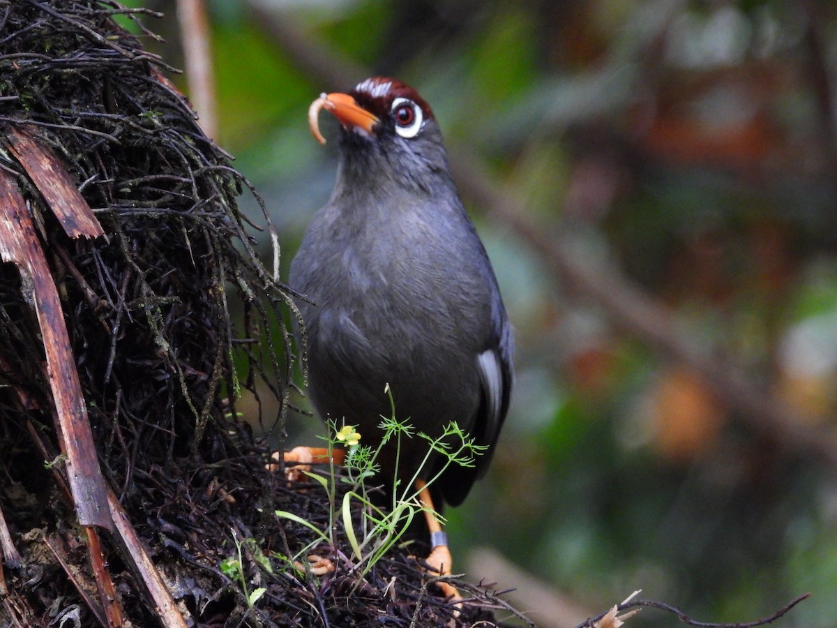 Garrulaxe mitré - ML645631476