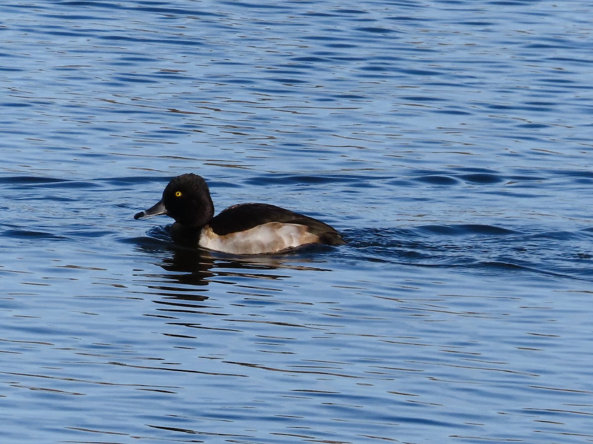 Ring-necked Duck - ML645631499