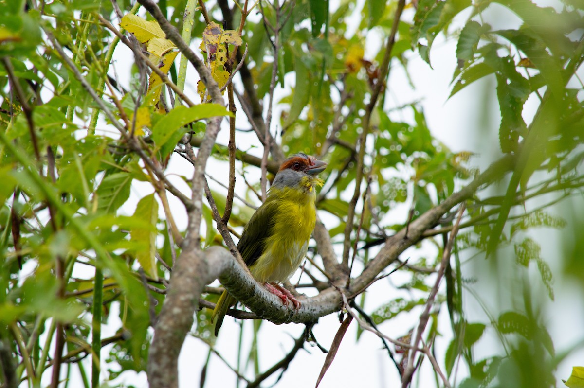 Rufous-browed Peppershrike - ML645631512