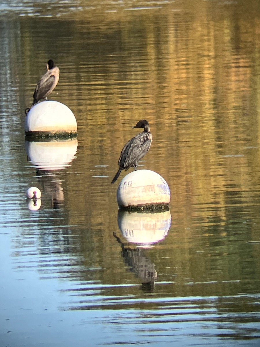 Cormoran à aigrettes - ML645631526