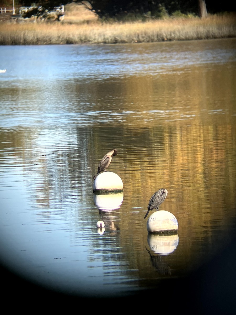 Cormoran à aigrettes - ML645631532
