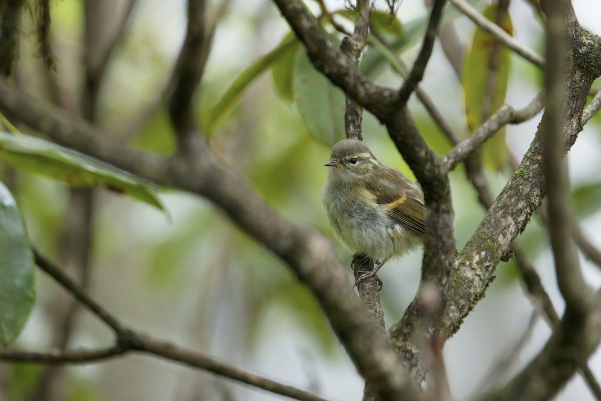 Buff-barred Warbler - ML645631547