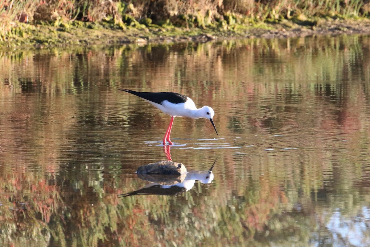 Zankaluze eurasiarra - ML645631548