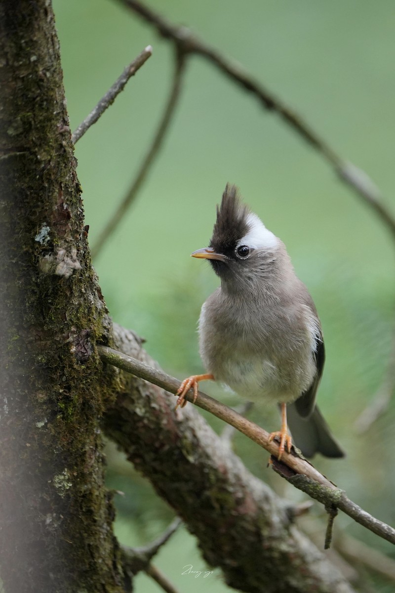 White-collared Yuhina - ML645631585