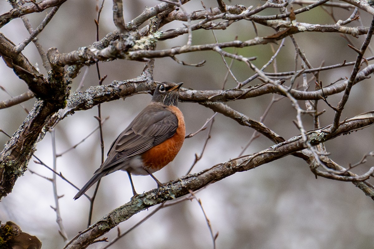 Zozo papargorria - ML645631586