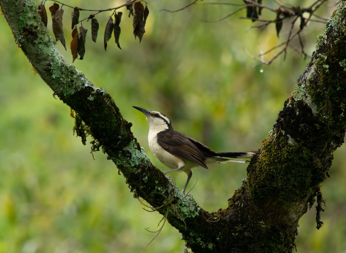Bicolored Wren - ML645631587