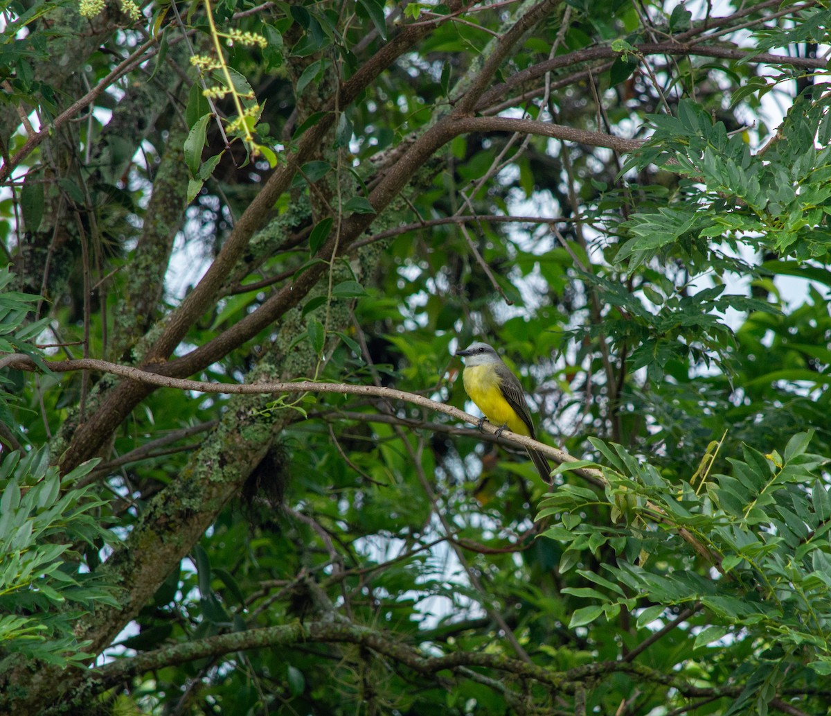 Tropical Kingbird - ML645631609