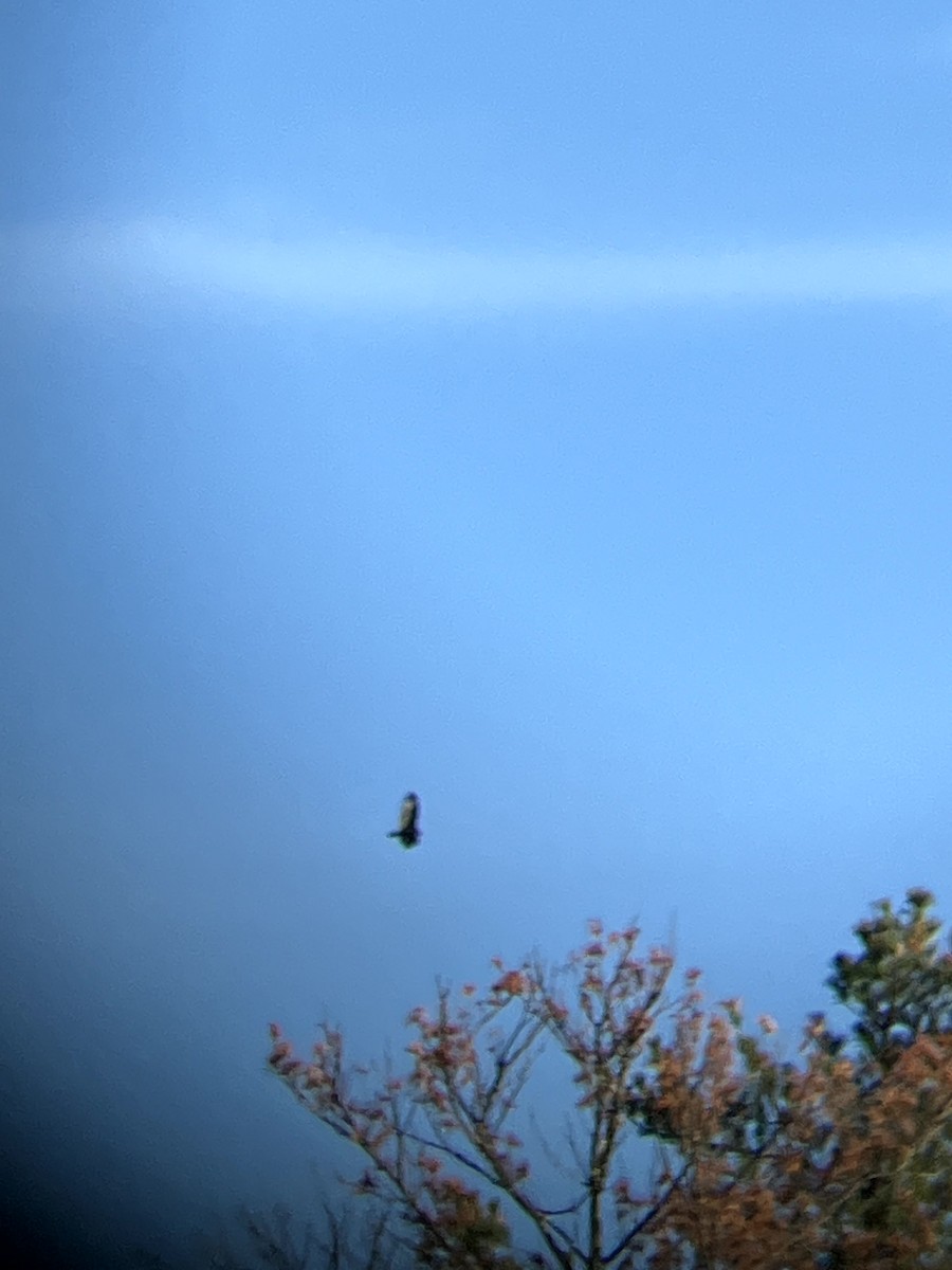 Turkey Vulture - ML645631610