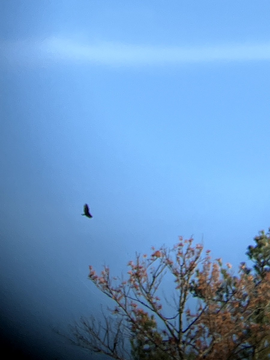 Turkey Vulture - ML645631611