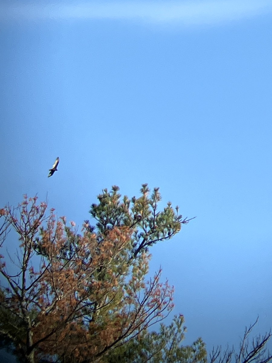 Turkey Vulture - ML645631612