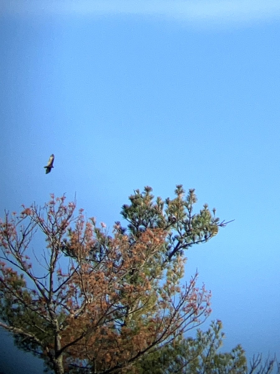 Turkey Vulture - ML645631614