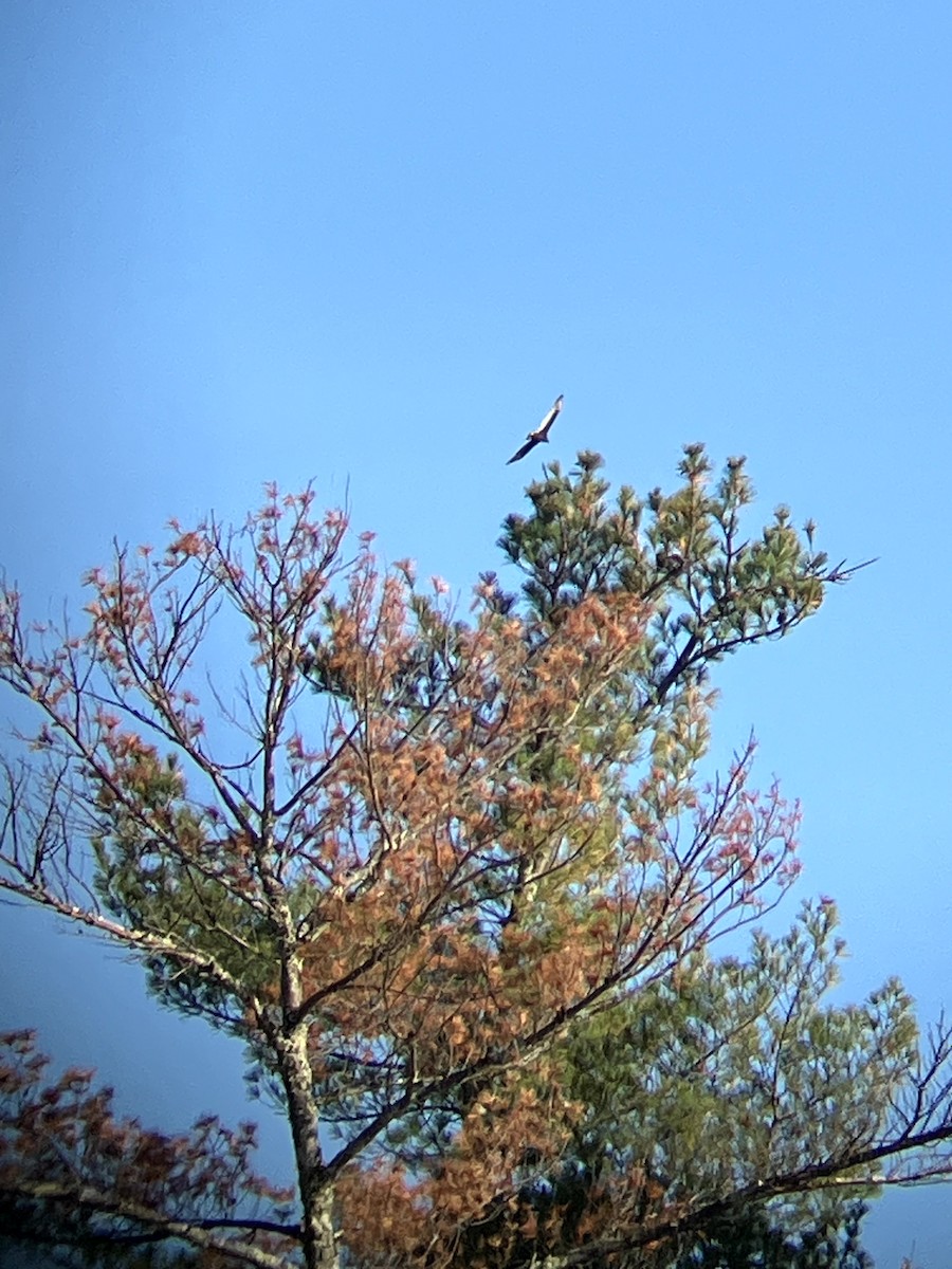Turkey Vulture - ML645631615