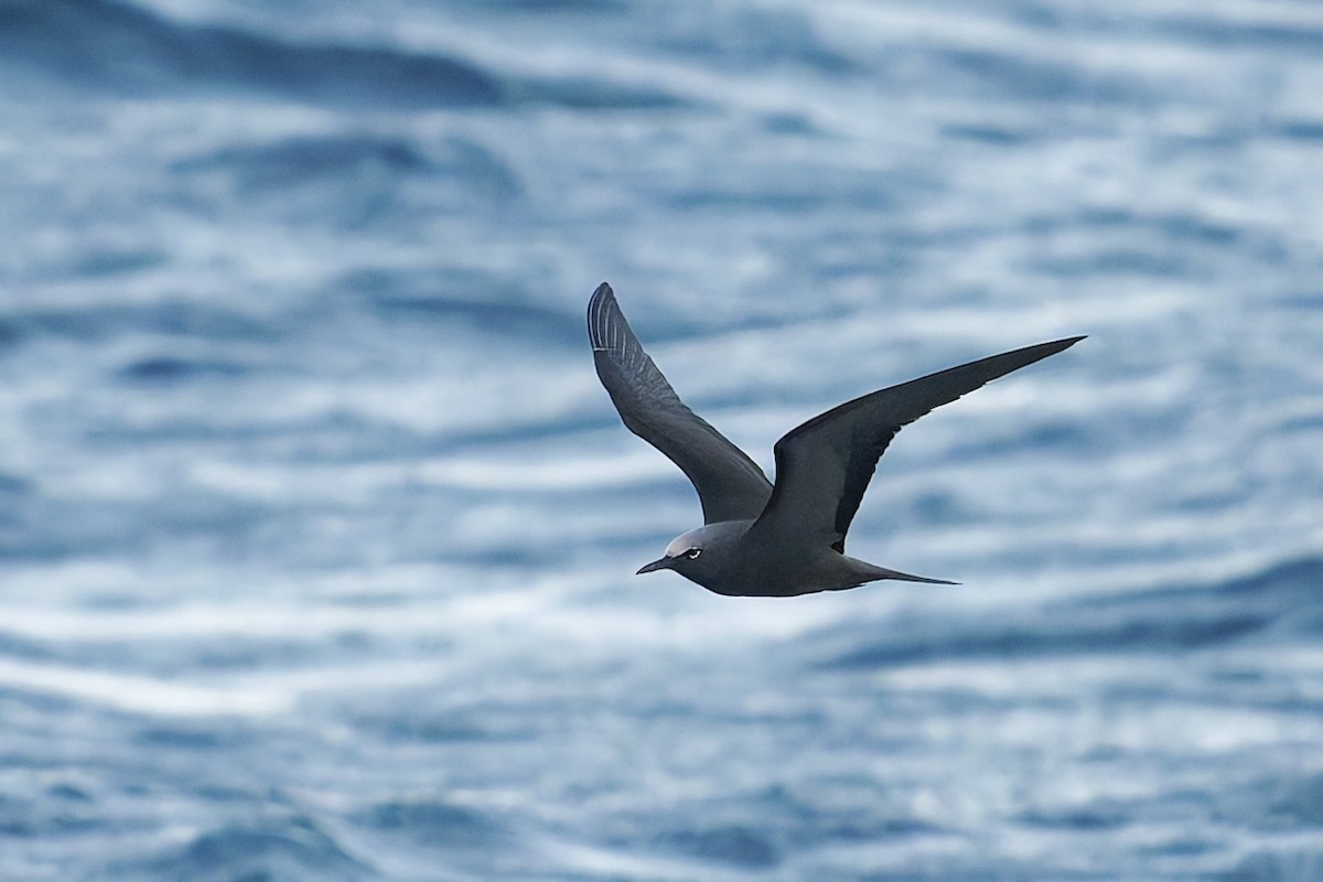 Brown Noddy - ML645631627