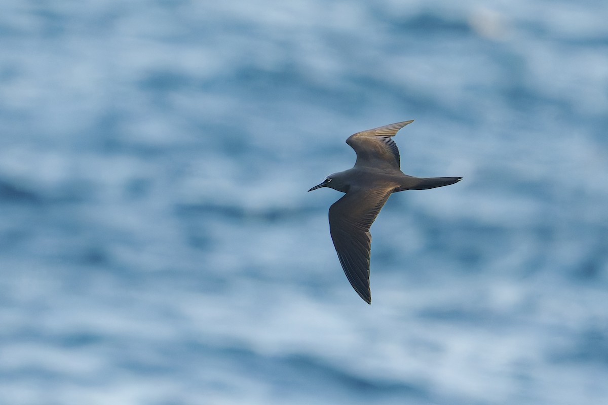 Brown Noddy - ML645631628
