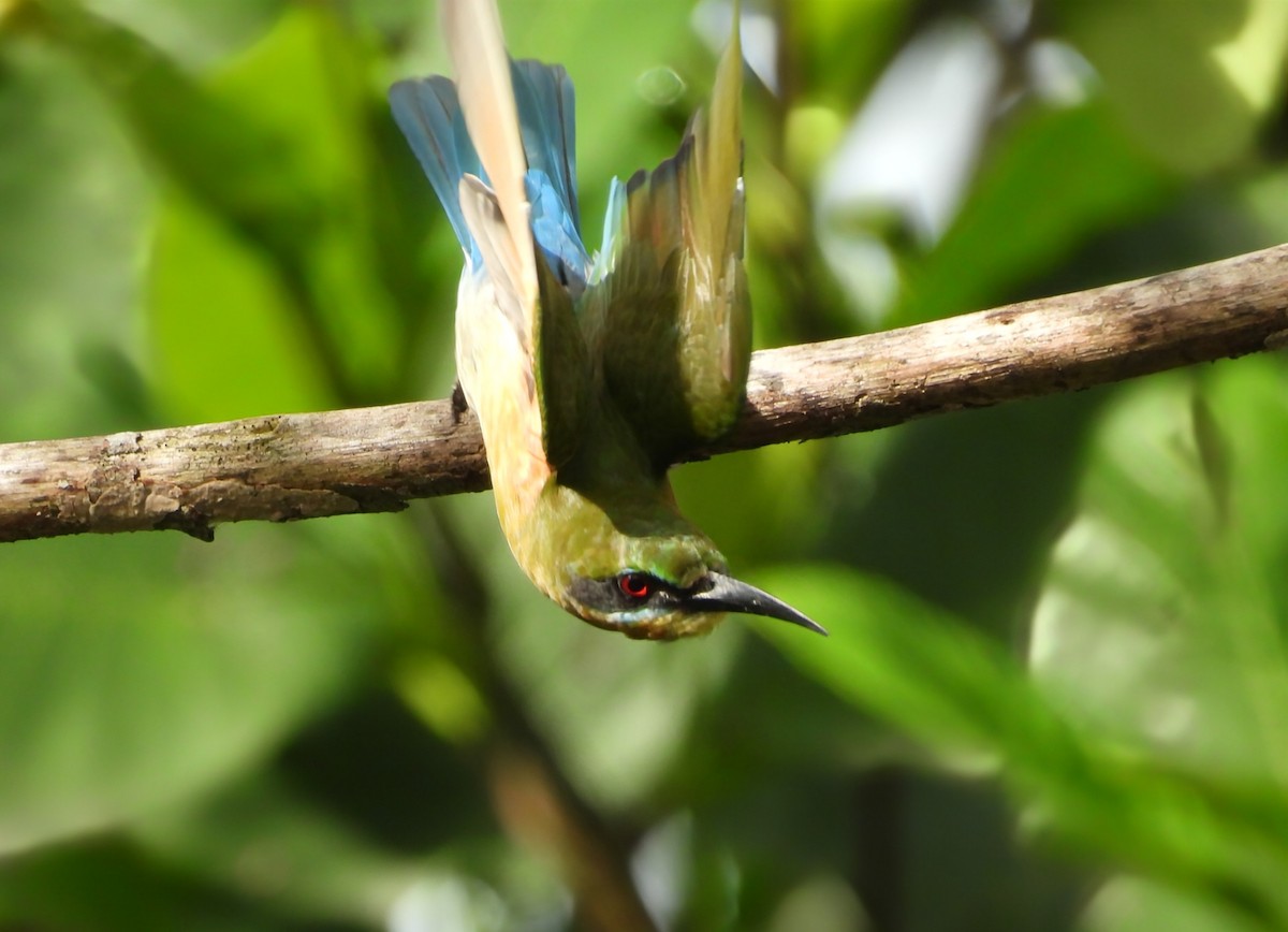Blue-tailed Bee-eater - ML645631629