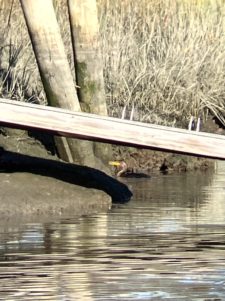 Cormoran à aigrettes - ML645631631