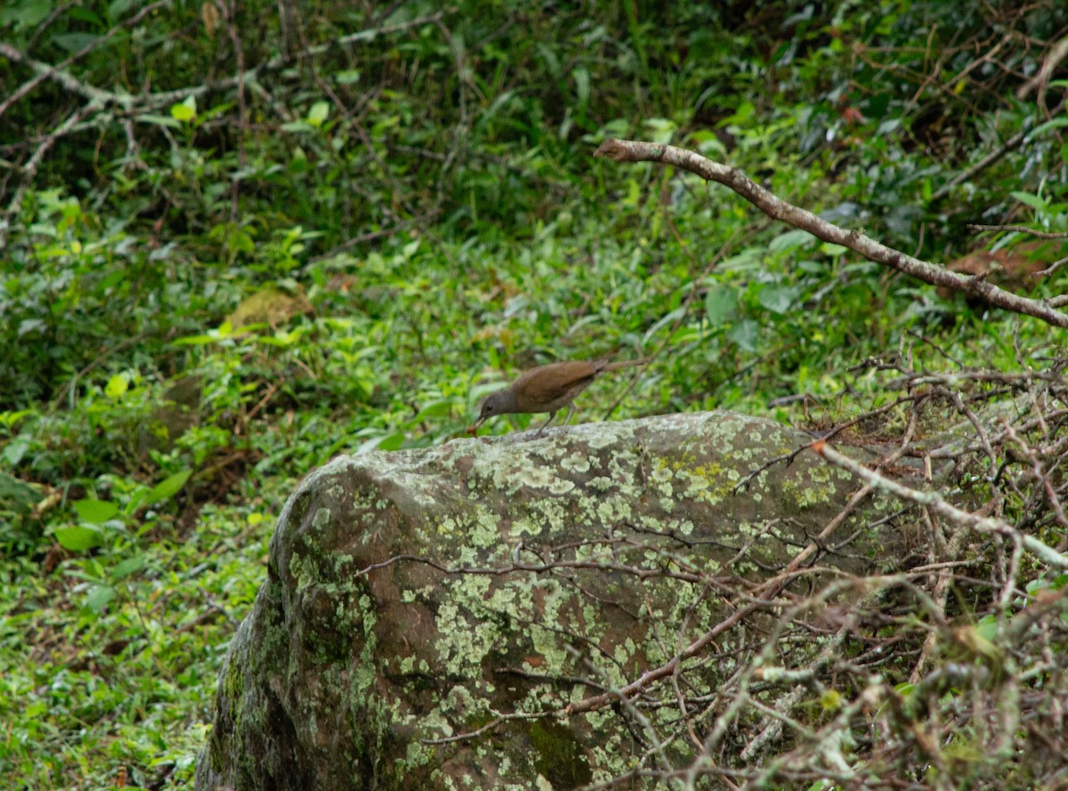 Pale-breasted Thrush - ML645631632