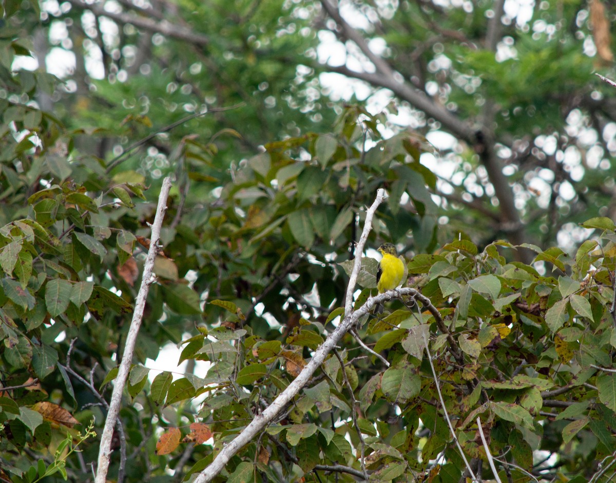 Lesser Goldfinch - ML645631635