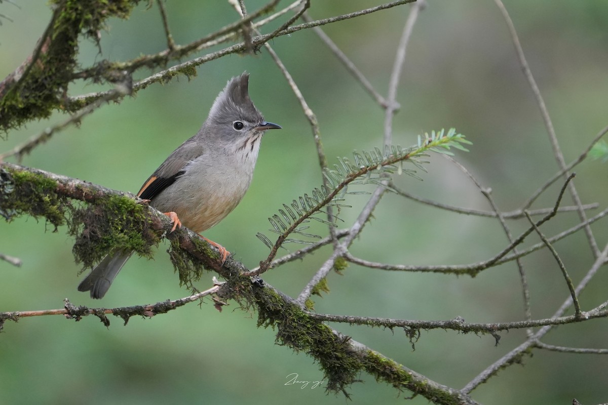 Stripe-throated Yuhina - ML645631637