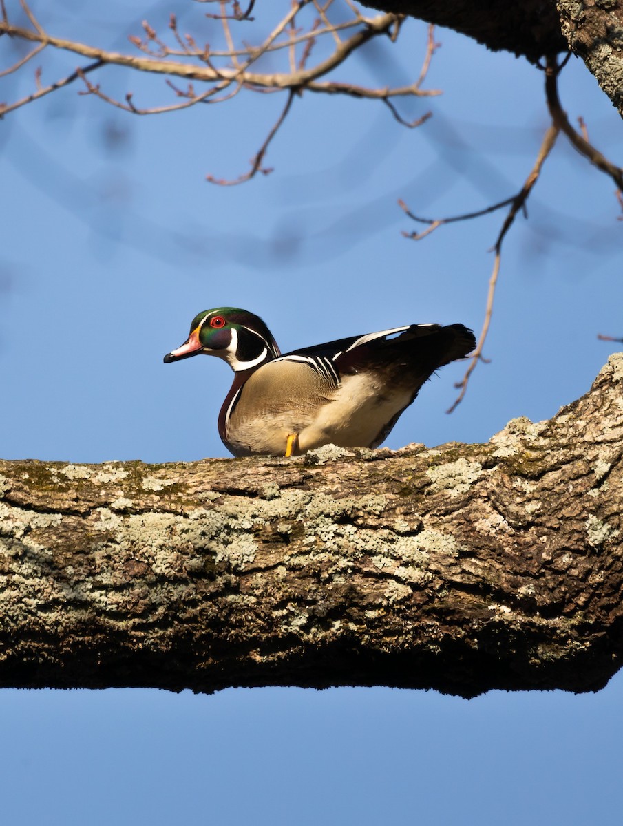 kachnička karolínská - ML645631645