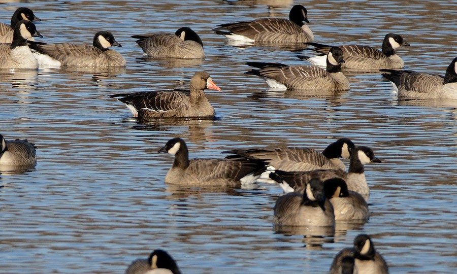 Greater White-fronted Goose - ML645631656