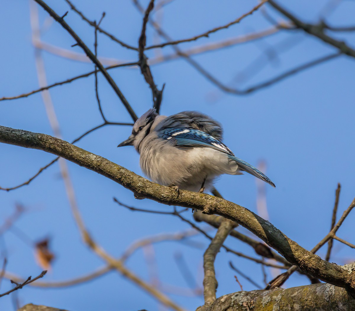 Blue Jay - ML645631657