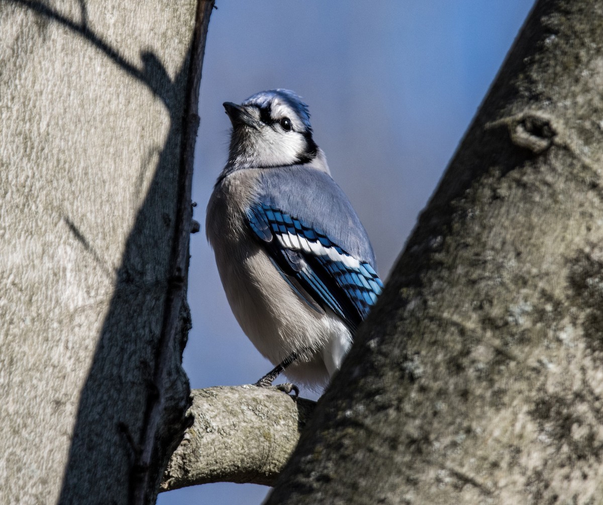 Blue Jay - ML645631658