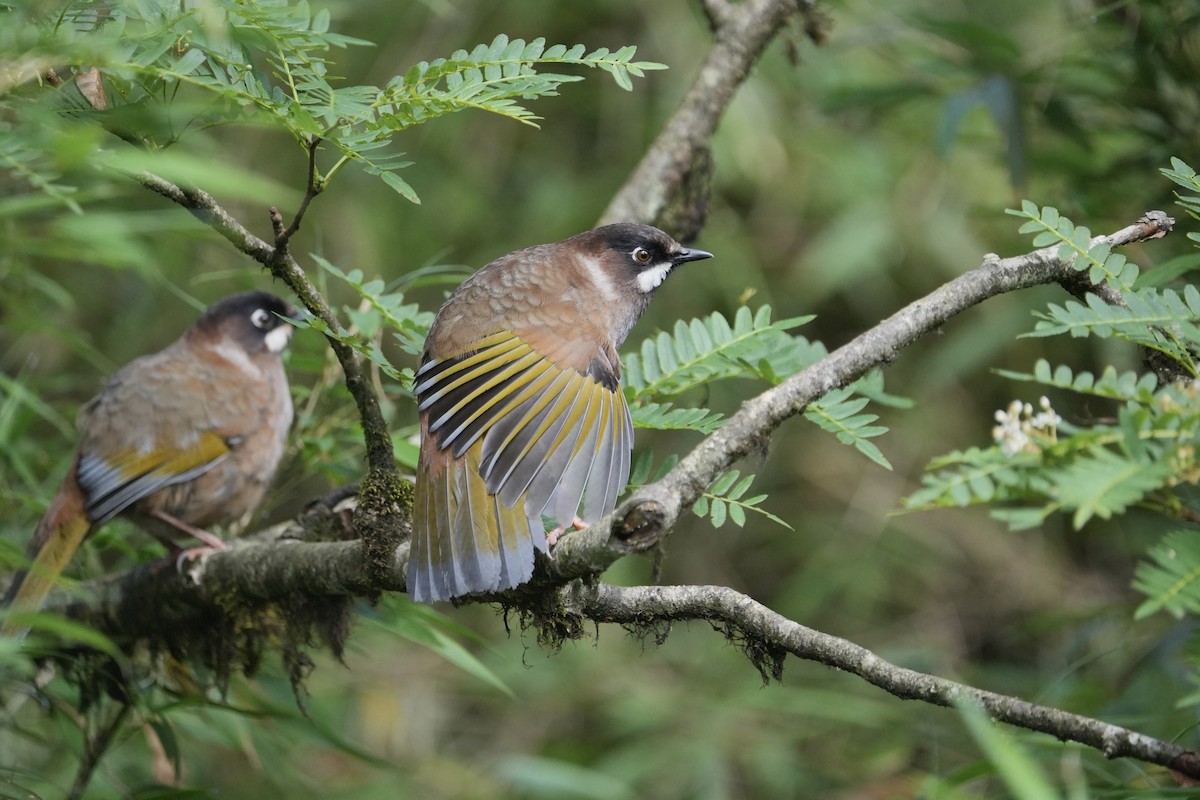 Black-faced Laughingthrush - ML645631659